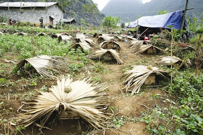 SORPRENDENTES IMÁGENES DE APICULTURA EN VIETNAM - AMAZING PICTURES BEEKEEPING IN VIETNAM