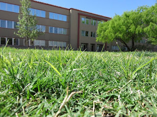 Picture of nutsedge plants growing in a lawn