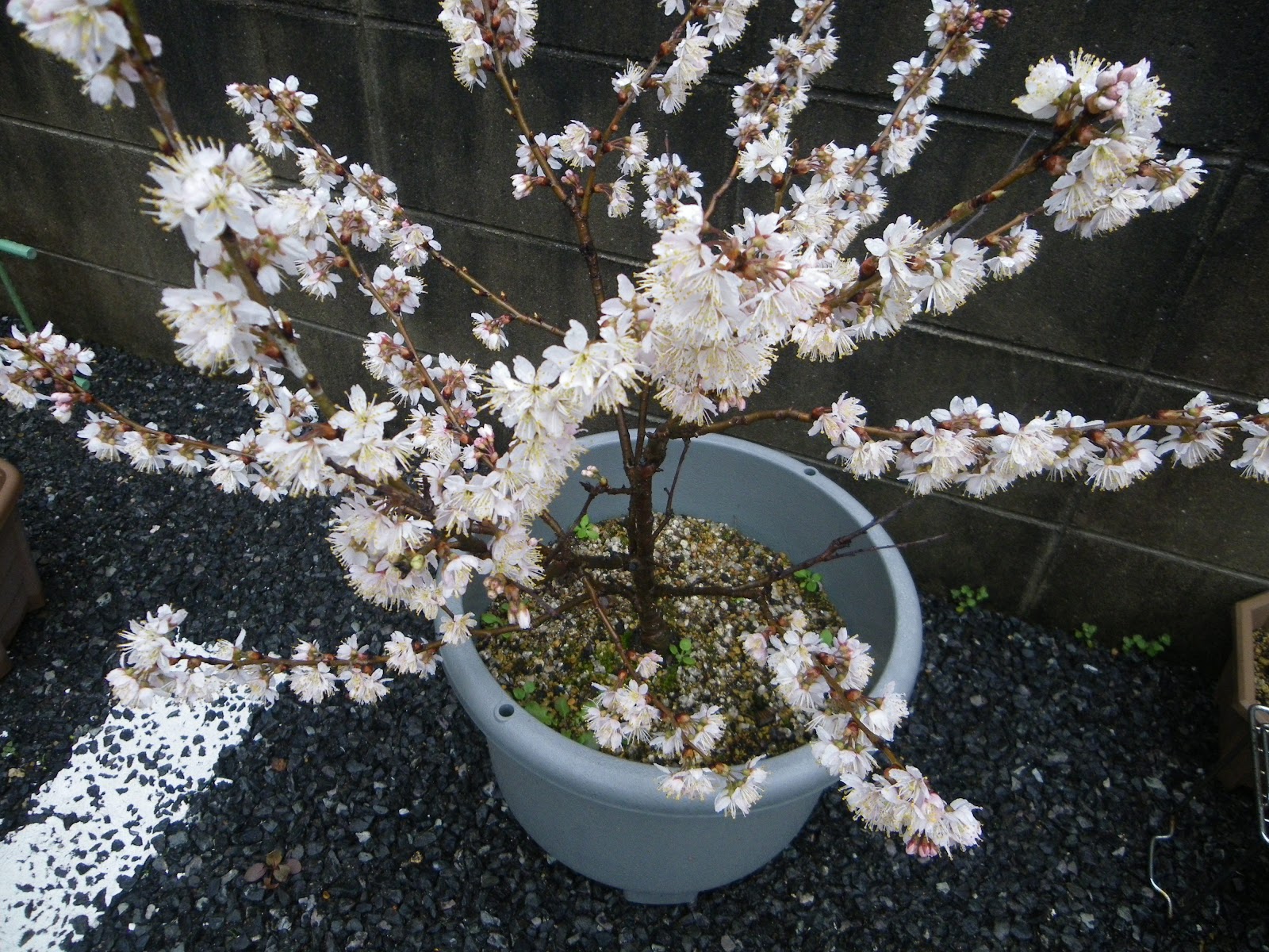 満開の桜を鉢植えで楽しむ 植え替えをして元気に育てる方法 メダカの大工