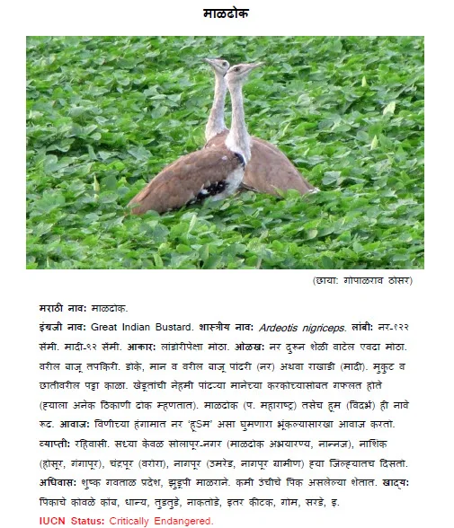 great indian bustard maldhok bird information in marathi