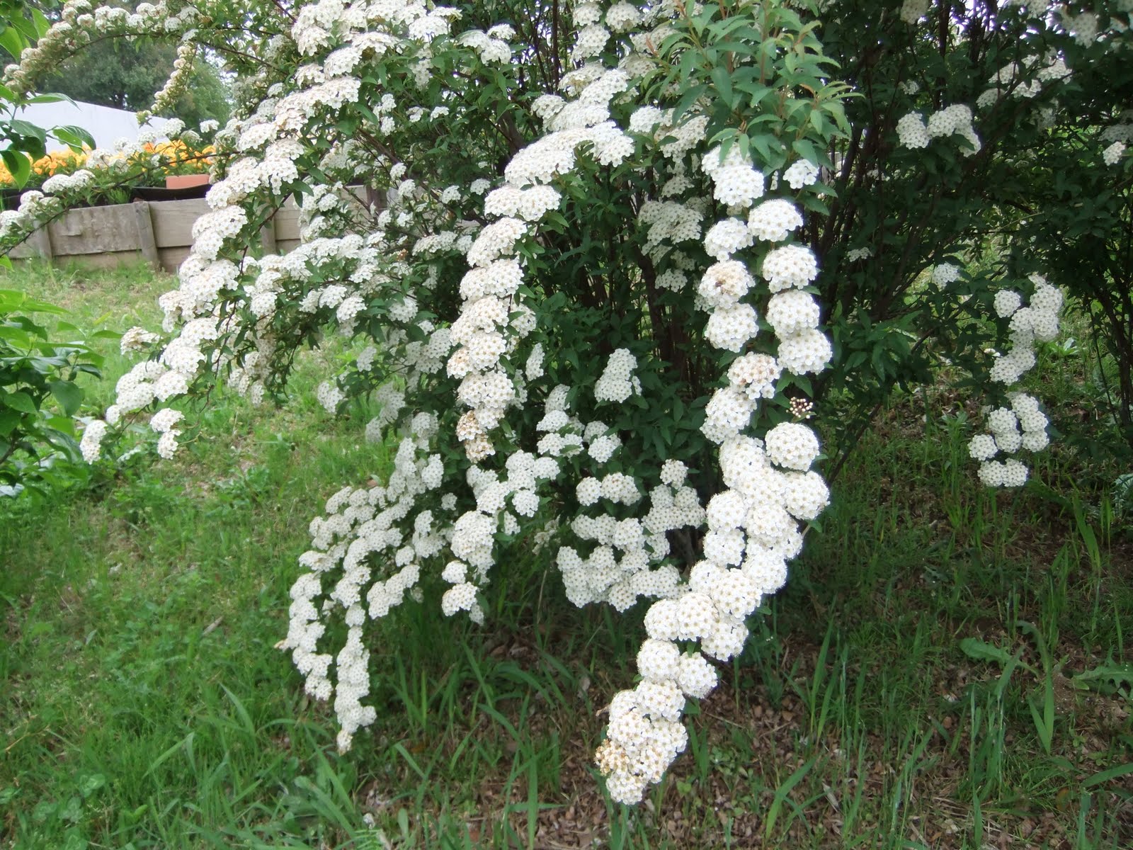 英仏語ガイドの植物観察メモ コデマリ