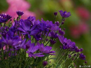 purple flowers