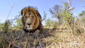 RC camera car meets a pride of lions (22 pics + video), up close and personal with a group of lions, Chris McLennan lion photos, amazing lion pictures