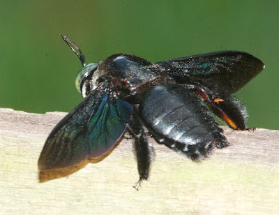 Giant Carpenter Bee (Xylocopa latipes) 