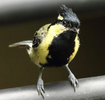 "Indian Yellow Tit, front view of the perched bird."