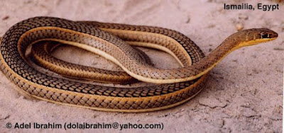 Psammophis sibilans