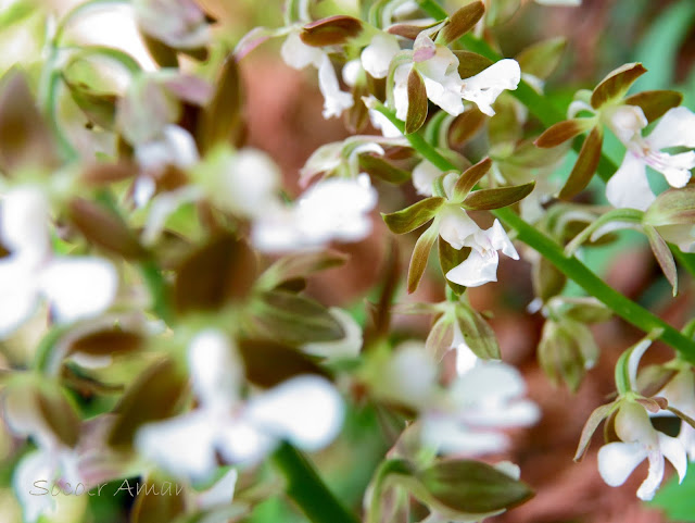 Calanthe discolor