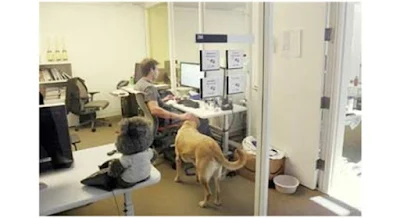 Mang vật nuôi đến văn phòng làm việc giúp giảm stress