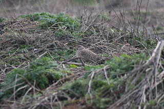 Female Pheasant