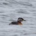 One of 6 RED-NECKED GREBES currently lingering inland in the UK...