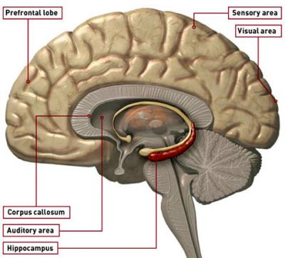 Brain Hippocampus5