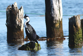 coromoran imperial Phalacrocorax atriceps