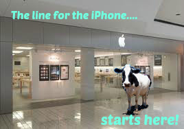dairy cow iphone line