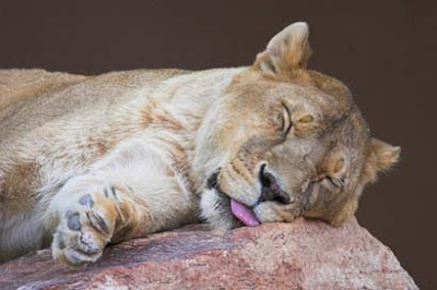 Sleeping animals photo