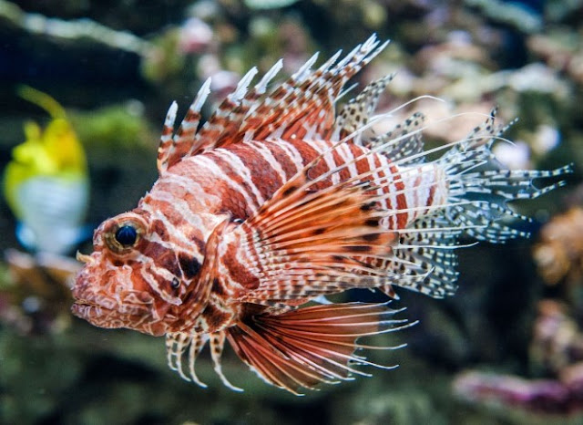 Cara Memelihara Ikan Lion Fish