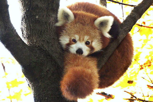 Red Panda - Panda Rojo