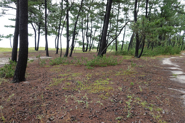 鳥取県米子市両三柳