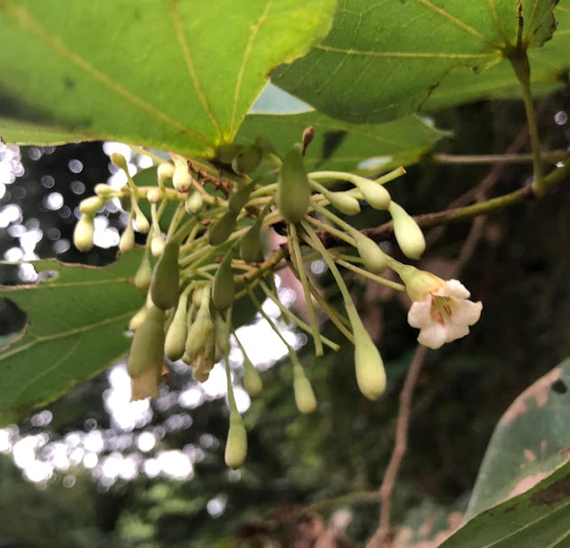 Piliostigma malabaricum