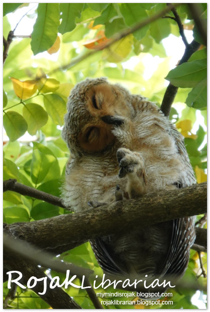 Spotted Wood Owl (Juvenile)
