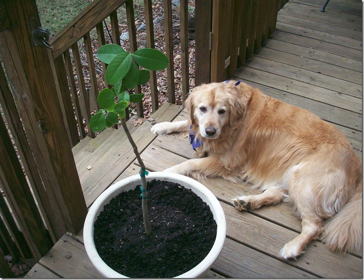 lemon tree 001