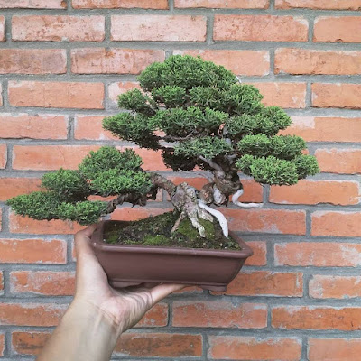 Bonsai Cemara Sargenti