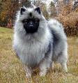 Anjing keeshond