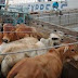 Pembatasan Impor Biang Keladi Harga Sapi Mahal