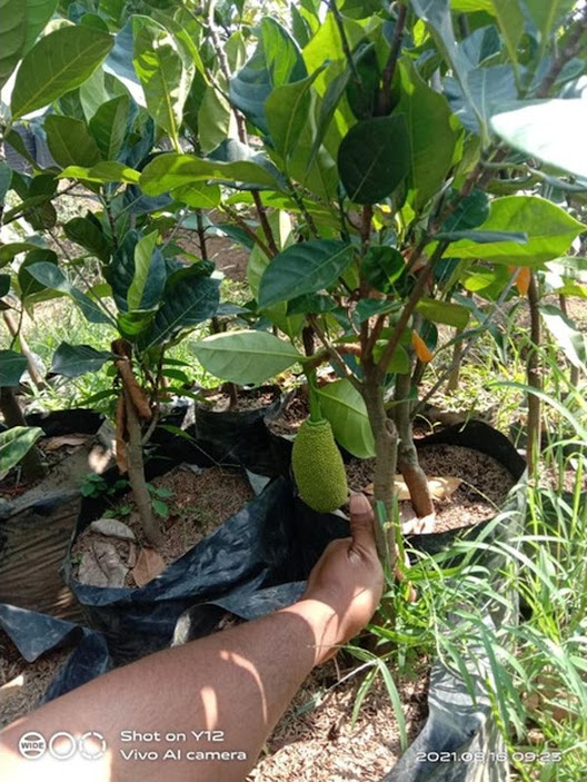 Nangka Kondisi Berbuah Tinggi 15 Meter Jawa Timur