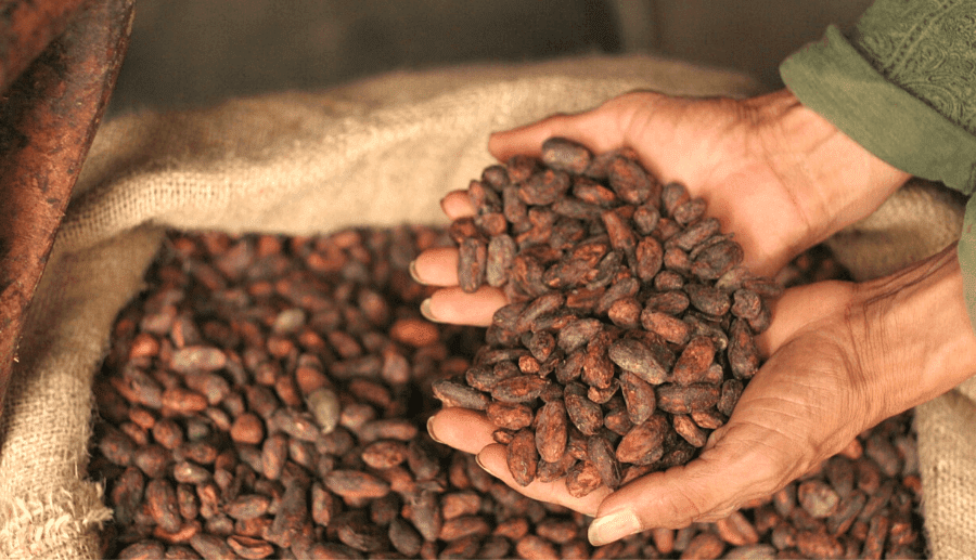 el cacao