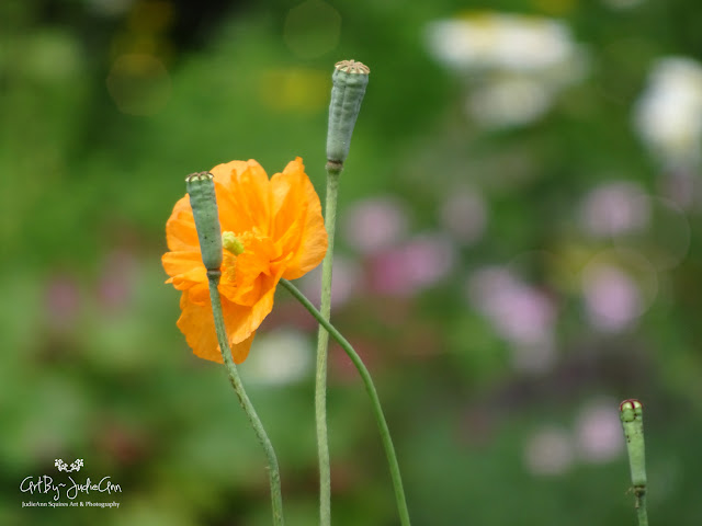 Spanish poppy