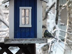 sinitiainen, talvi, aurinko
