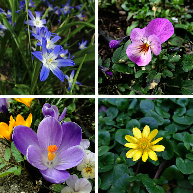 collage spring flowers floral love