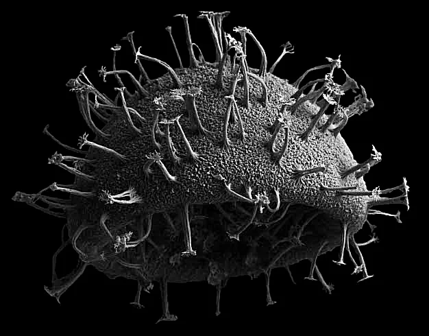 Un microorganismo descubierto recientemente tiene  la capacidad de  atrapar el carbono que es la responsable del cambio climático