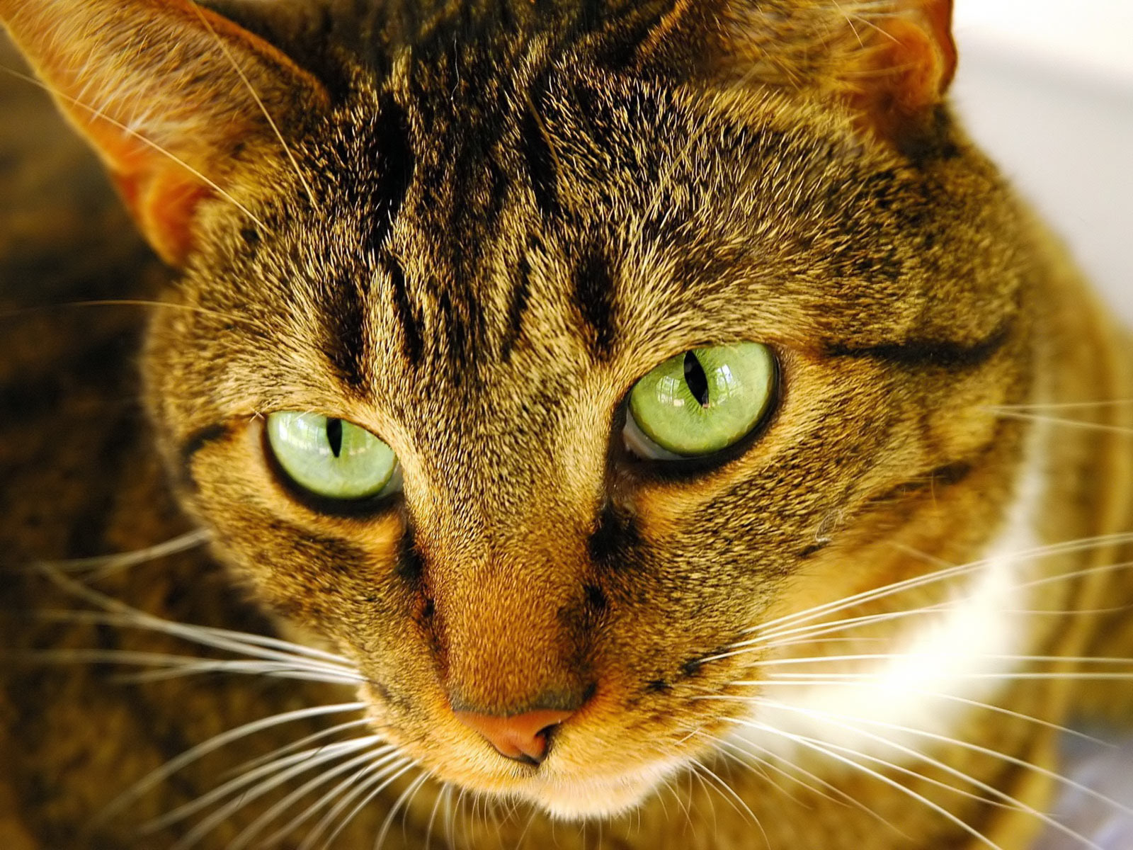  Best  Desktop  HD  Wallpaper  Cat  Desktop  wallpapers 