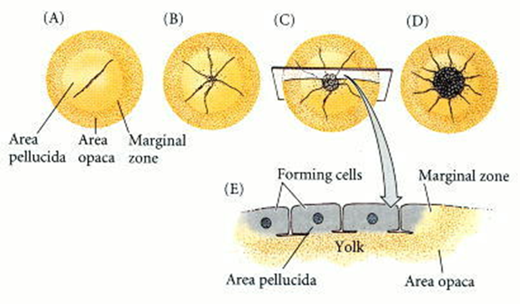 Escisión meroblastica discoidal en un huevo de gallina. (A-D) Cuatro etapas vistas desde el polo animal (el lado dorsal futuro del embrión). (E) Un embrión de escisión temprana visto desde el lado.