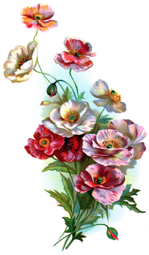 Drawings of Flowers