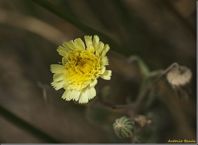 6 _DSC0621x1PM