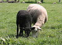 Yearling Katahdin ewe with black lamb