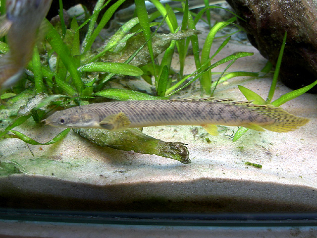 Polypterus Alias Ikan Naga Budidaya Ikan Ikan Hias 