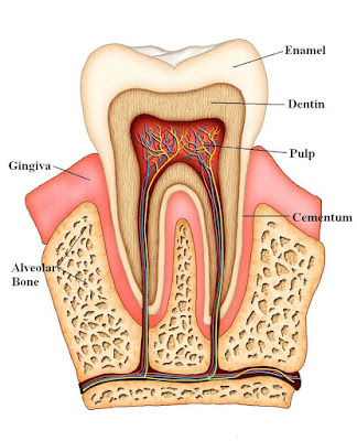 Eximius VII  7th Batch Kulliyyah of Dentistry IIUM : 10 