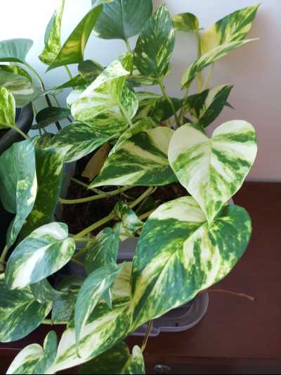 Money plant – indoor plant-interior design - home decor