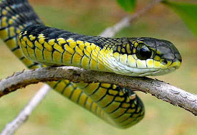 Boomslang snake