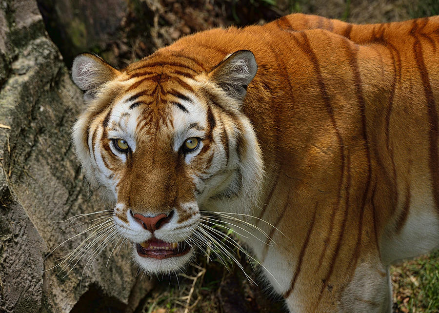 WOW Unik Golden Tabby Tiger  Harimau  Berjalur Emas 5 