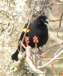 Red-winged Blackbird