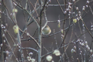 Willow Warbler