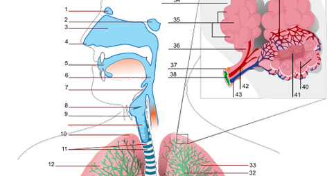 Impaired Gas Exchange related to Bronchitis « NANDA  Nursing 