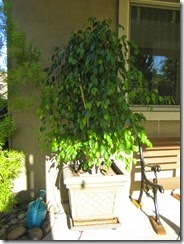 Ficus Tree came back 1