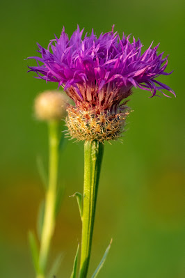 American Basketflower, The Flower Mound