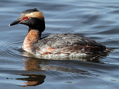 Horned Grebe