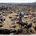 Mais de 100 mil animais são sacrificados em ritual hindu no Nepal - Imagens de chocantes